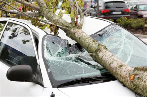 Often times, insurance companies take. What to Do If Tree Falls on Car | Andy Mohr Collision IN