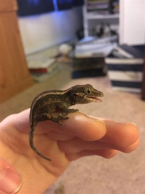 Shop chewy for the best pet supplies ranging from pet food, toys and treats to litter, aquariums, and pet supplements plus so much more! Here's a picture of my tiny juvenile Gargoyle Gecko, Boo ...