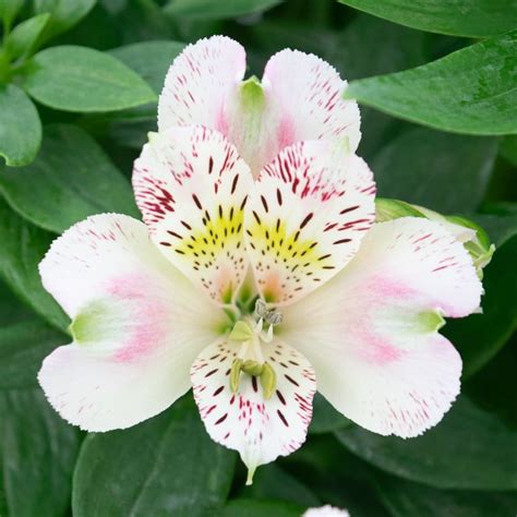 Alstroemeria (/ˌælstrɪˈmɪəriə/), commonly called the peruvian lily or lily of the incas, is a genus of flowering plants in the family alstroemeriaceae. Alstroemeria Plant | Fresh & Long Lasting | 10% Discount ...