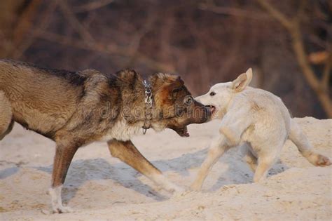 Used to emphasize how delighted someone is. Two Playful Dogs Run On Beach Stock Image - Image of ...