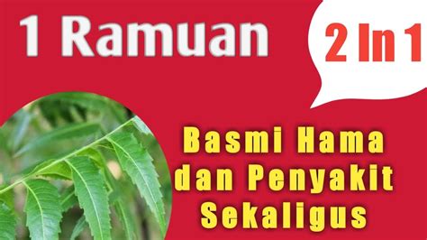 Untuk mengusir hama, bisa menggunakan minyak mimba atau minyak neem. Cara Membuat Pestisida Alami I Pestisida nabati Daun Mimba Cengkeh Sirih Serai Lengkuas I ...
