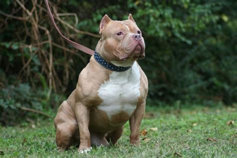 Thử thách cho chó săn pitbull chăn thỏ với gà và cái kết | cô tô hn. Tiêu chí chọn lựa chó pitbull đẹp . Các trại chó pitbull ...