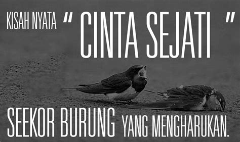 Maybe you would like to learn more about one of these? Kisah Inspiratif : Cinta Sejati Seekor Burung Yang ...