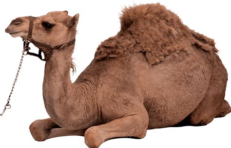 Here is the classification of camels, according to integrated taxonomic information system: Download Camel Png Image HQ PNG Image | FreePNGImg