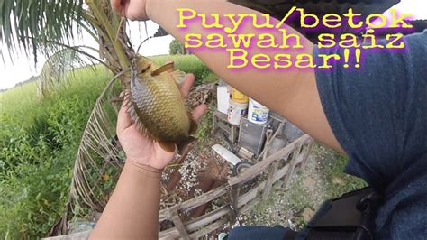 Smie mieza channel 21.359 views1 year ago. #puyu #betok #sawahpadi Memancing ikan puyu/betok babon ...