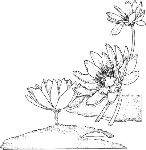 Use the download button to view the full image of water lily flower coloring pages printable, and download it in your computer. water lily | Flower embroidery designs, Flower drawing ...