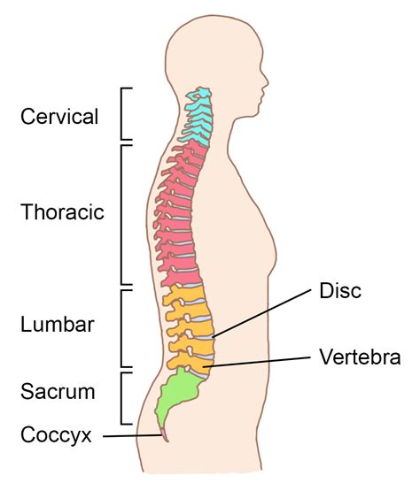 3 059 back anatomy stock video clips in 4k and hd for creative projects. Spinal Cord Anatomy - SCIRE Community