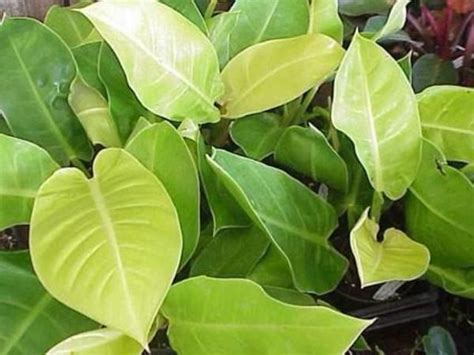 How do you take care of philodendron? Philodendron Moonlight