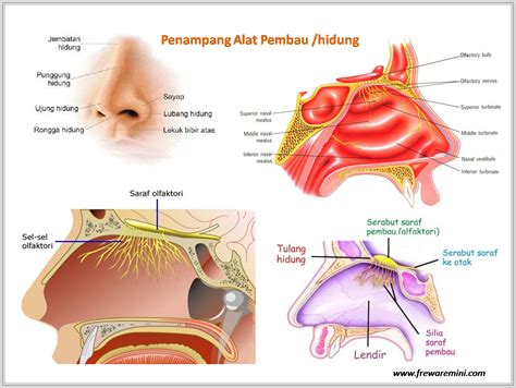 Jadi, tentu bukan hal yang baru jika melihatnya ingin mencoba memainkan peran klingon. Indra Pembau -Hidung- | Babynemooos