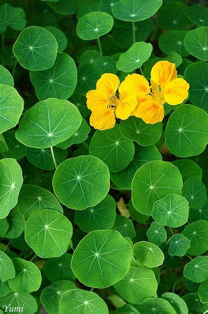 Nasturtium flowers are edible just like marigold, kachnar, viola and daisy flowers. Nasturtium - all parts edible with a peppery flavor. (With ...