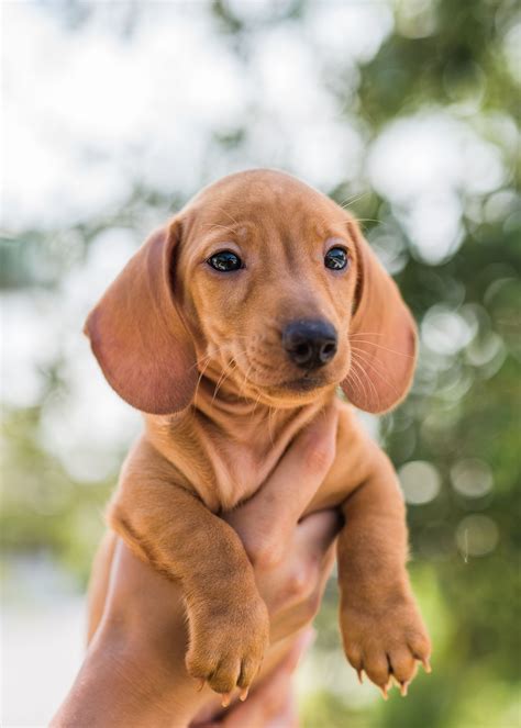 Dogs, cats, birds and furries: Miniature Dachshund Puppies For Sale Near Me - Pets Ideas