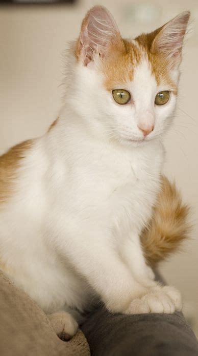Do short haired cats tend to shed more than longer haired ones, or the other way around, or is it really a shot in the dark? The Turkish Van Cat - Cat Breeds Encyclopedia