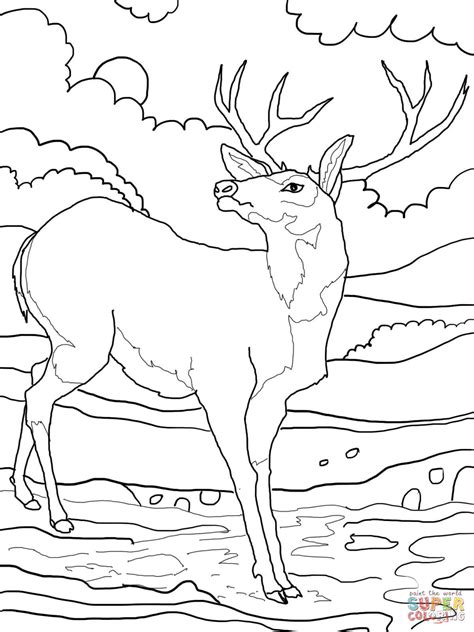 Realistic deer coloring pages at getdrawings #24345798. Red deer coloring pages download and print for free