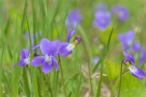 Flower delivery is available throughout portland, oregon and the world through our online store. Maine Wildflowers - Your source for identifying ...