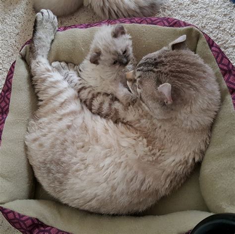 Well handled by children so they love a cuddle. Highland Lynx Cats For Sale | Colorado Springs, CO #191715