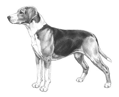 The hamiltonstövare is a breed of dog, bred as a hunting hound. Hamiltonstövare | Svenska Kennelklubben