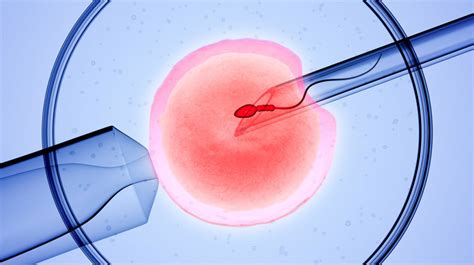 The resulting embryo or embryos is/are then transferred to the woman's uterus (womb) to implant and develop naturally. IVF/ ICSI | New Hope Medical Center