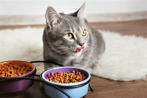 It's similar to how you calculate your own diet. How Much Food Does a Cat Need Every Day?