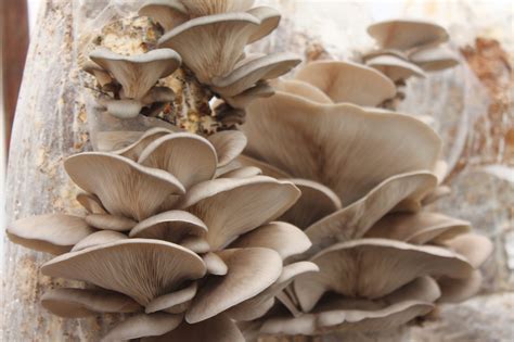 Vediamo ora come rendere ancora più saporiti i funghi trifolati. Pleurotus ostreatus fresco - Funghi Espresso