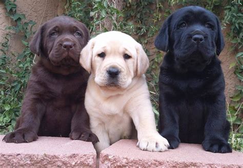Welcome to puppies for adoption listings site. Golden Labrador Puppies For Sale Near Me - petfinder