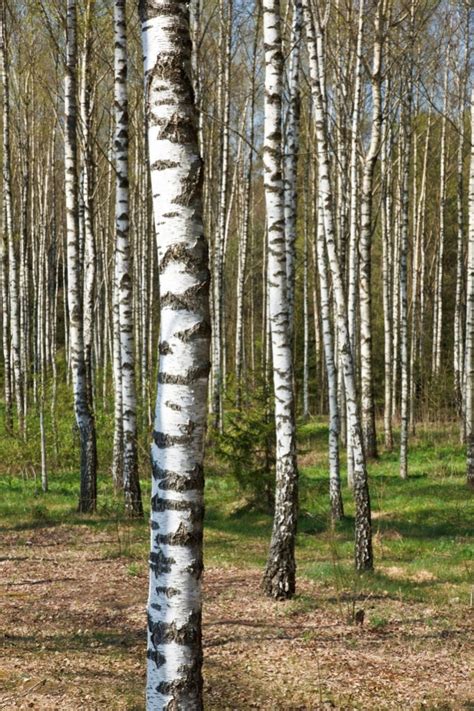 What's Killing Your Birch Tree? | Inexpensive Tree Care