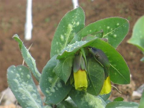 Secondo alcuni esperti è la più pericolosa delle piante. Scheda botanica di Erba vajola maggiore (Cerinthe major L ...