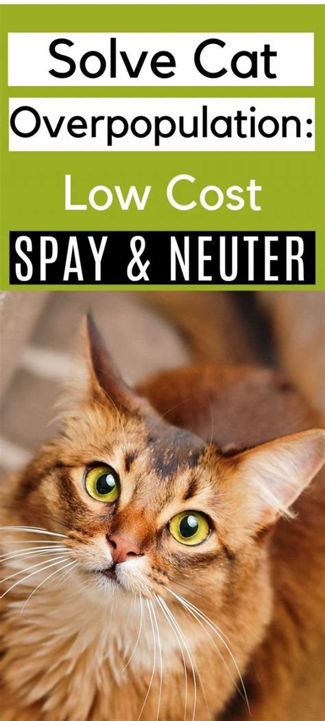 Get a ragdoll, bengal, siamese and more on kijiji, canada's #1 local classifieds. Low Cost Cat Spay Neuter Awareness in 2020 (With images ...