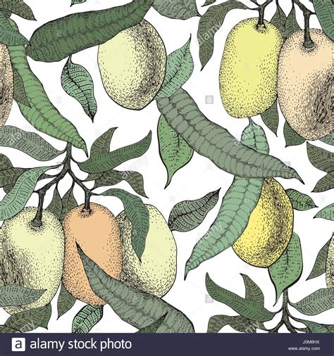 250kb, abstract fruit tree illustration picture with tags: Mango tree vintage seamless pattern. Botanical mango fruit ...