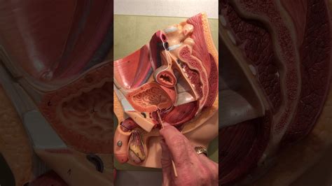 Stephen w leslie, md, facs. Male Anatomy 2 - YouTube