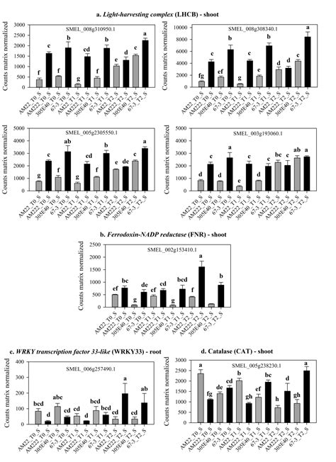 We did not find results for: WRKY33 MODULATES THE RESPONSES TO LOW NITROGEN SUPPLY OF ...