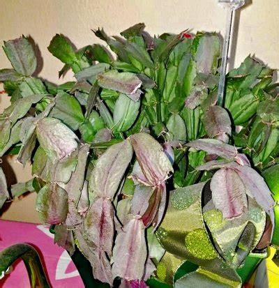 Problems such as the plant being limp, leaves turning red or pink, christmas cactus turning brown, why the leaves are falling. Karácsonyi Kaktusz Betegségek: Gyakori Problémák Érintő ...