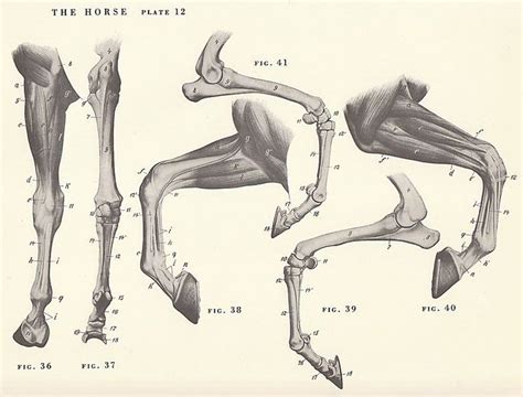 A famous saying by rolf kopfle. Horse leg muscles and skeleton structure diagram - www.anatomynote.com | Konie, Rysunki, Rysunek