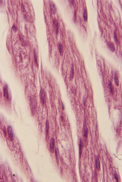 Whereas, animal cells do not. What Organelle Must Be Present in Large Numbers in Muscle ...