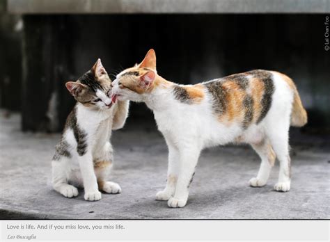 Singapura is the malaysian word for singapore. Stray Cats of Singapore (#102) - Animal & Insect Photos ...