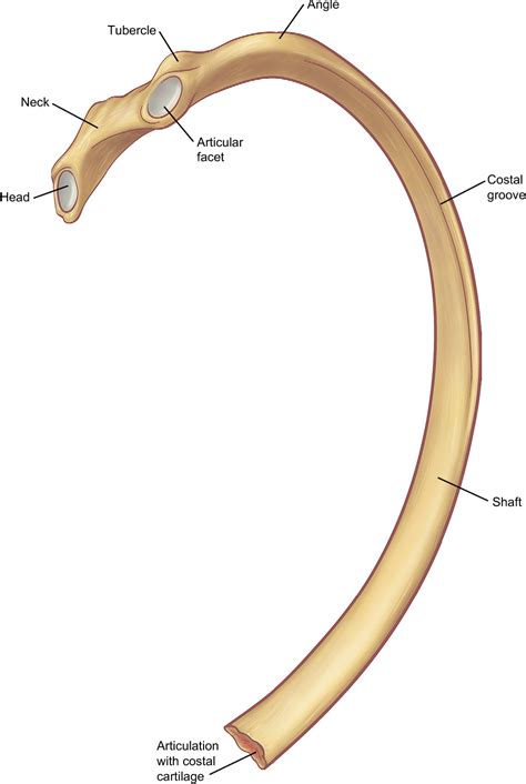 The rib cage, shaped in a mild cone shape and more flexible than most bone sets, is made up of varying elements such as the thoracic vertebra, 12 equally paired ribs, costal cartilage, and held together anteriorly by the sternum. The Ribs Anatomy - Anatomy Drawing Diagram