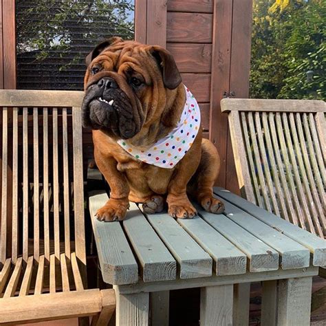 Brachycephalic dogs are unable to swim with ease or to stay afloat properly because in order to be able to keep their nose and mouth above the waterline, they must tilt their head upwards; Pin on Bulldog