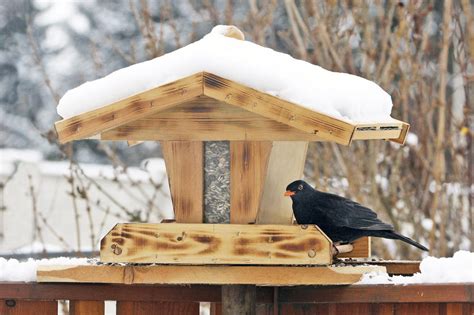 Nichtsdestotrotz sollten sich bauherren klar machen, dass beim haus bauen im winter immer gewisse risiken für das bauwerk einhergehen. Vogelhaus mit Amsel (mit Bildern) | Vogelhäuschen, Haus ...