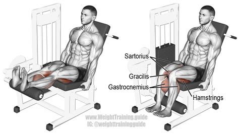 The hamstrings are a group of muscles and their tendons at the rear of the upper leg. Seated leg curl | Seated leg curl, Leg curl, All body workout