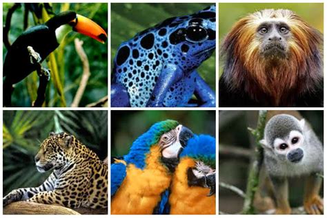 See more of amazonas on facebook. FAUNA DEL AMAZONAS, PELIGROS, CARACTERÍSTICAS