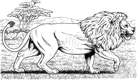 736 x 943 jpeg 95 кб. lion coloring pages for adults | Free Lion Coloring Pages ...