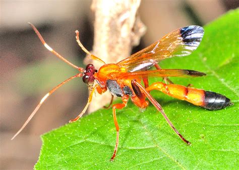 The genus lphiaulax comprise medium to large size braconid wasps. Black-tipped Orange Ichneumon Wasp - Ctenochares bicolorus