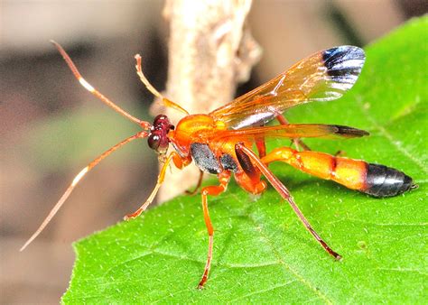 Bees have longer antennae and carry pollen on their body. Black-tipped Orange Ichneumon Wasp - Ctenochares bicolorus