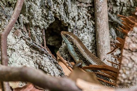 Egernia — pygmy spiny tailed skink (egernia depressa) a small species of egernia sensu stricto scientific classification kingdom … セアカゴケグモほか | 【公式】オーストラリア唯一の日本語専門バードウォッチングガイド 太田祐（AAK Nature ...