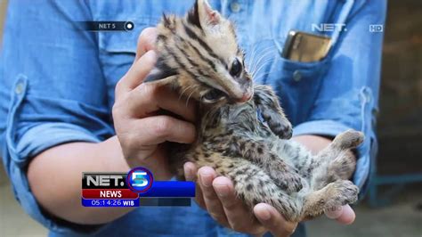 Kamu silahkan melihat juga kumpulan gambar atau foto lainnya di postingan blog ini size gambar. 600 Gambar Harimau Akar - Infobaru