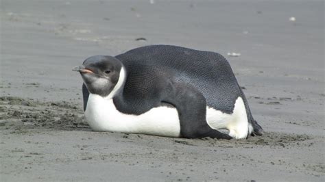 Prior to fasting, penguins build up a fat layer, which provides energy. Penguin eats all the fish, gets fat and refuses to walk ...