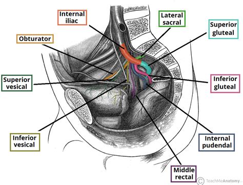 We did not find results for: Arteries of the Pelvis - Internal Iliac - Pudendal ...