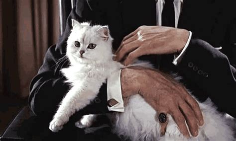 One of the most troubling health issues that can negatively impact a senior cat is immobility. 15 Reasons Why Cats Are Far Better Than Boyfriends or ...