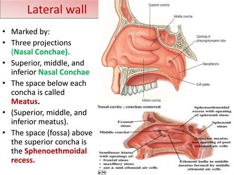 They open into the nasopharynx through the choanae. PPT - Nose, Olfactory nerve and olfactory pathway ...