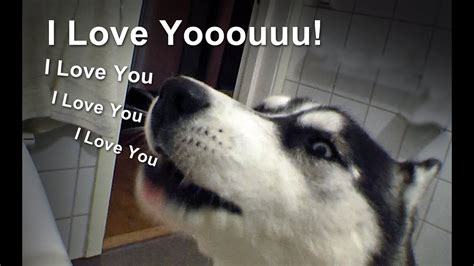 I love the feeling of him inside of me. Talking Siberian Husky :) "I love you" Dog talking Dog ...