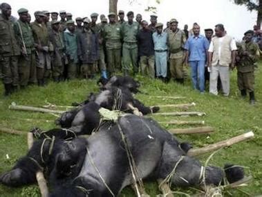 As the un environment program has reported, the number of eastern lowland gorillas in eight drc national. The Decline of the Gorilla Population